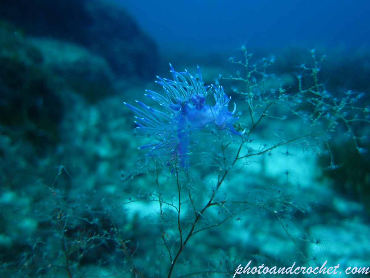 Nudibranch - Image